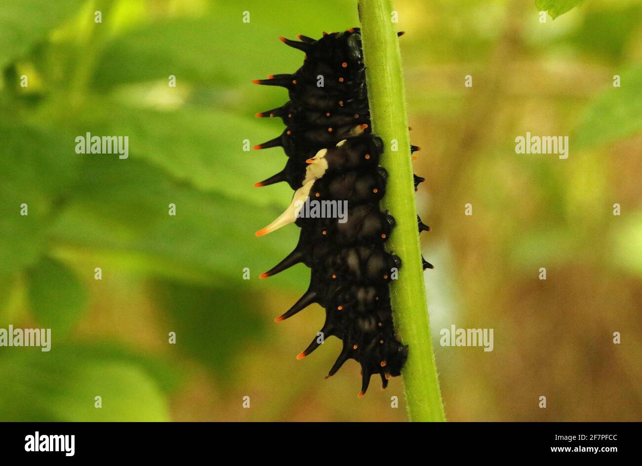 Caterpillar of Southern Birdwing Butterfly, Troides minos, Sammillan Shetty`s Butterfly Park, Beluvai, Karnataka India Stock Photo